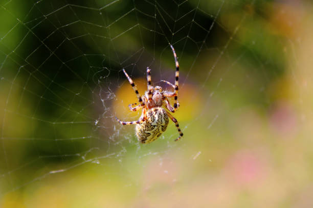 Spider in a web ready to catch insects with detail of cobweb in morning light