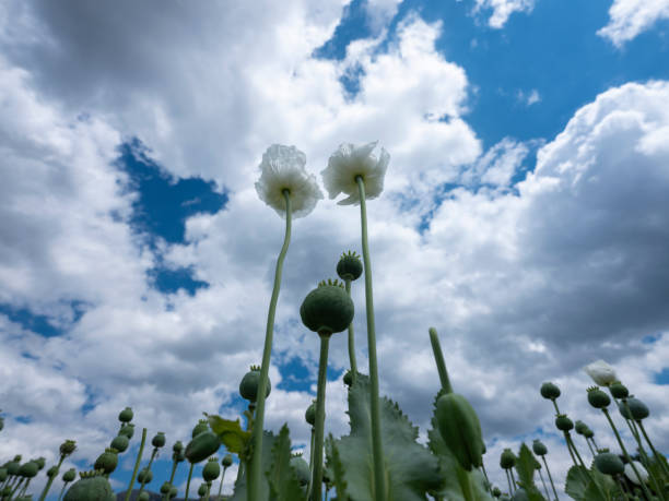 White Opium Poppy White Opium Poppy With Sky. Taken via medium format camera. opium poppy photos stock pictures, royalty-free photos & images