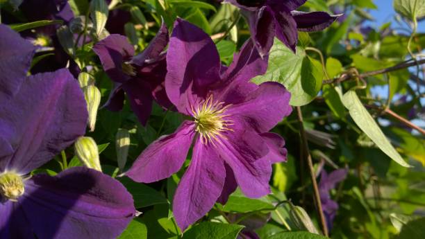istock Sunny Purple Clematis 1249843587
