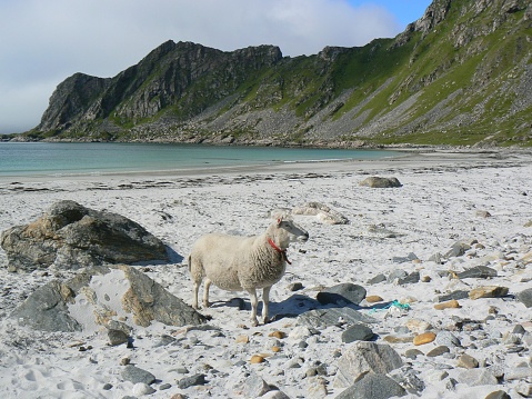 white sheep on the beach on the background of the mountains
