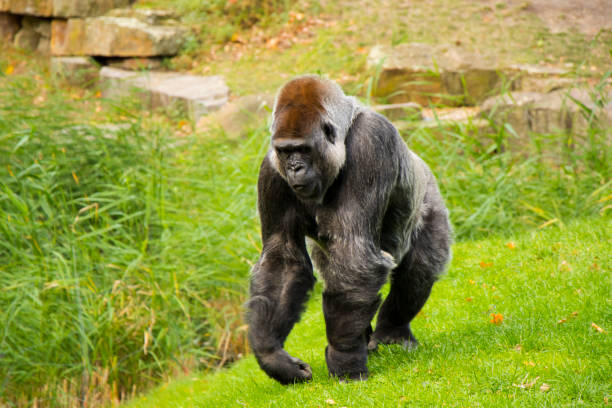 gorilla in the zoo, wildlife animal scene,mammal on the green grass berlin, germany. - gorilla zoo animal silverback gorilla imagens e fotografias de stock