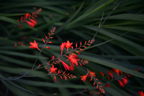 istock Basque Country Flowers in the Forest 1249844840