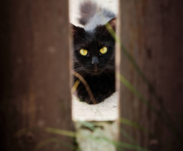 istock The black cat with yellow eyes 1249844881