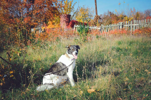 A large mongrel cute dog sits on the grass.