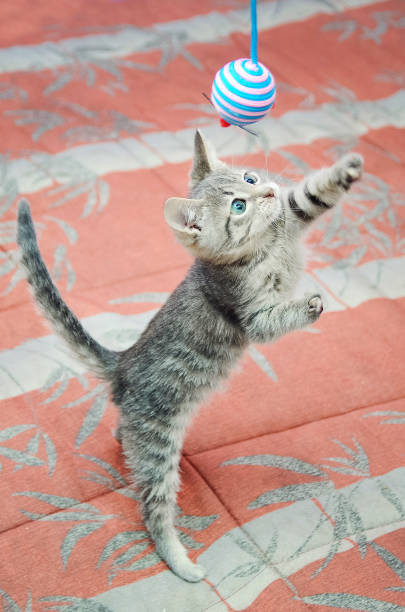 istock Gray striped kitten playing with a toy. Vertical photo. 1249846286