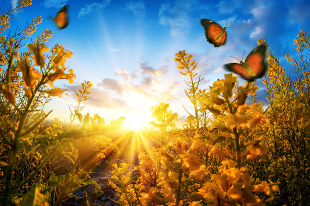 Sunset seen through blossoms on a meadow