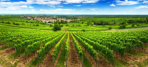 Panoramic green vineyard landscape in Pfalz, Germany, with blue sky and rows of grapevine on a hill, with view into the vast green countryside