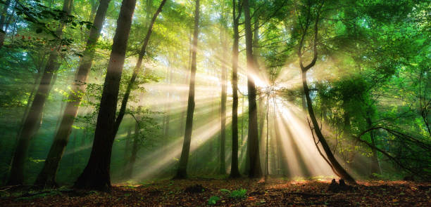 istock Luminous rays of sunlight in a misty green forest 1249847548