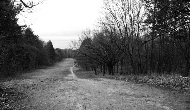 istock Bare trees and walkways through a forest area in Berlin Germany 1249847630
