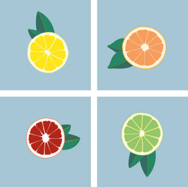Abstract fruit multi color. Oranges, lemons and limes Drawing of lemons, orange and lime. Green. orange, red and yellow. Fruit print with vitamin valencia orange stock illustrations