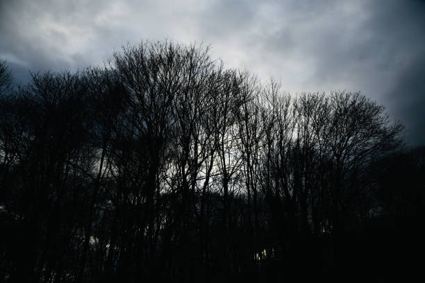 Traditional bare trees in winter season in Berlin Germany