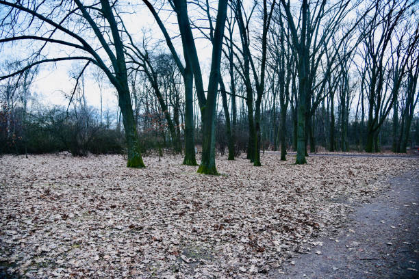 istock Bare trees in winter season around a park in Berlin Germany 1249848779