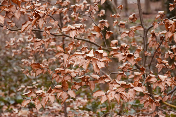 istock Red leaves of a tree unique natural photo 1249849373