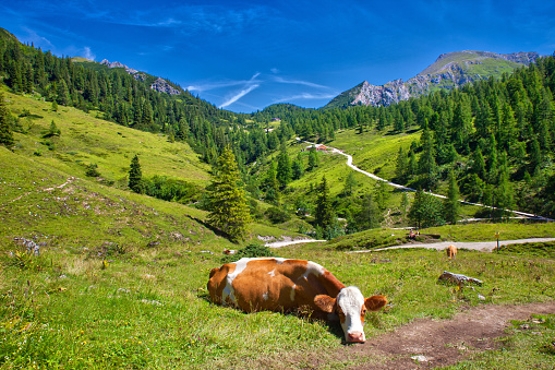 Friesian cows cattle grazing in a UK meadow of England United Kingdom