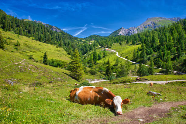 snoozing cow in the alps lying at a lush meadow agriculture and touristic area sleeping cow stock pictures, royalty-free photos & images