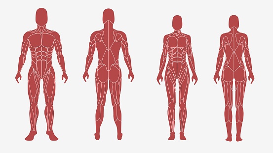 Male and female body in an anatomic, muscular illustration. Front and back view - isolated vector illustrations on white background. Used for education system, in sports design, print, sites.