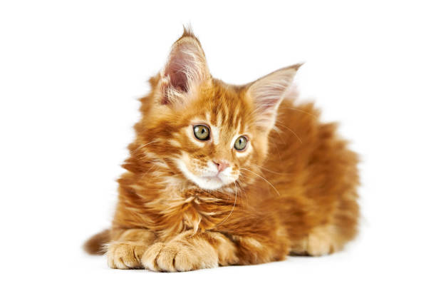 Red maine coon kitten, isolated Red maine coon kitten, isolated. Cute maine-coon cat on white background. Little funny purebred cat with red color. Studio shoot, cut out for design or advertising. short haired maine coon stock pictures, royalty-free photos & images