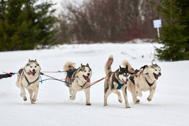 istock Running Husky dog on sled dog racing 1249850681