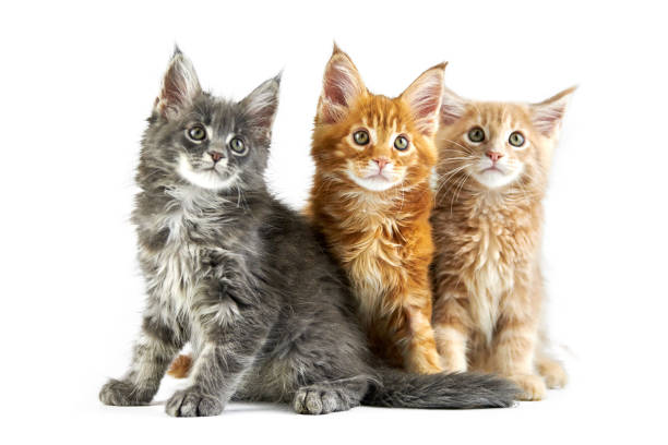 Three maine coon kittens Three maine coon kittens, isolated. Cute maine-coon cats on white background. Little funny purebred cats with red, beige cream and gray color. Studio shoot, cut out for design or advertising. short haired maine coon stock pictures, royalty-free photos & images
