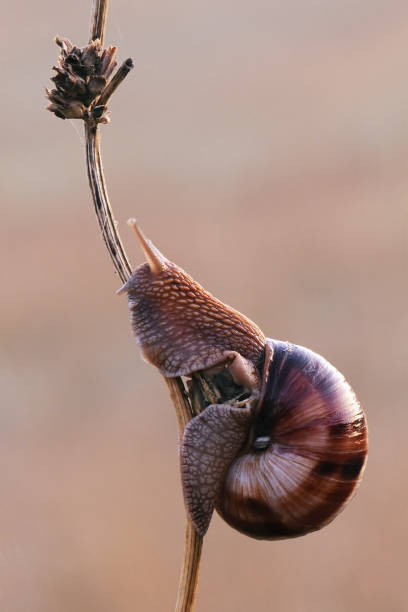 istock snail sit on a forest plant on a summer morning 1249851251