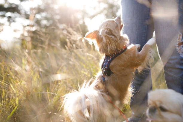 istock Chihuahua standing on the owner's leg 1249853241