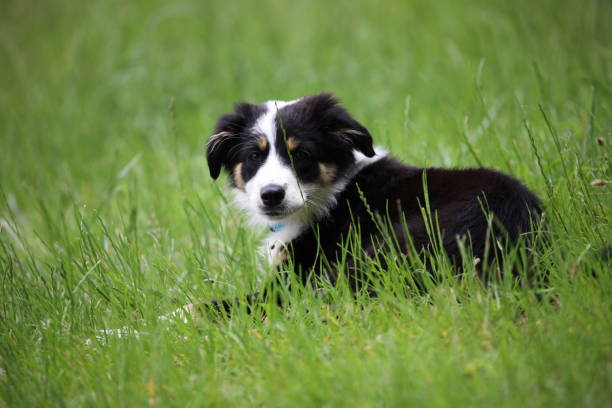 istock Young purebred dog on the grass 1249853553