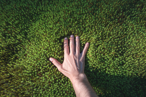 A hand touches a green forest moss. Point of view. Sunlight.