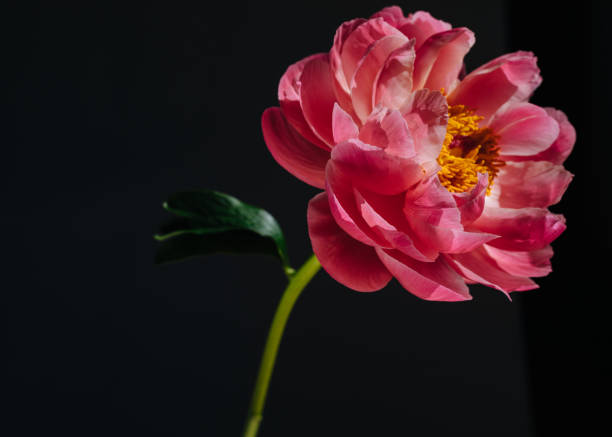 istock one pink peony on a contrast background 1249854892