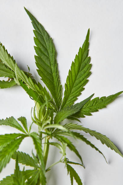 istock Close-up natural marijuana twig with fresh green leaves. 1249855216