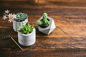 Group of small succulent plants