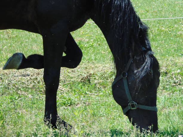 istock Horse black on the green grass 2 1249858235