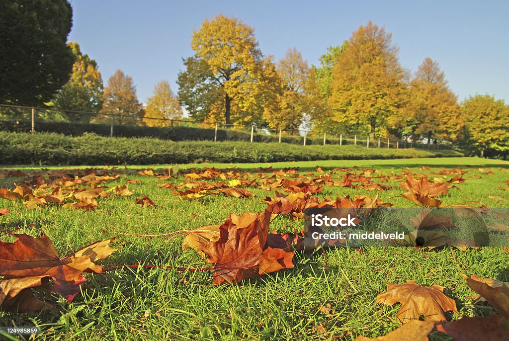 autunno - Foto stock royalty-free di Albero
