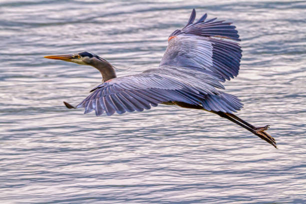 istock great blue heron flying over sea inlet, Vancouver, BC, Canada 1249860253