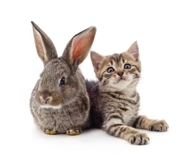 Photo of Gray kitty and bunny.