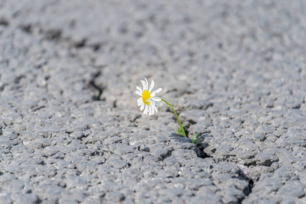 istock beautiful daisy grows through a crack in the asphalt 1249860503