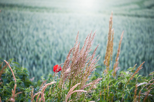 Wild nature outside an agricultural field showing diversity in nature. Lens flare and copy space