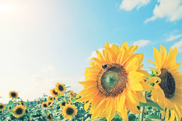Close-up of fresh sunflower, organic agriculture in countryside plantation