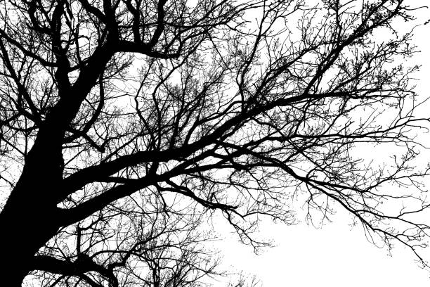 istock Black silhouette of the branches of a large tree on a white background 1249860826