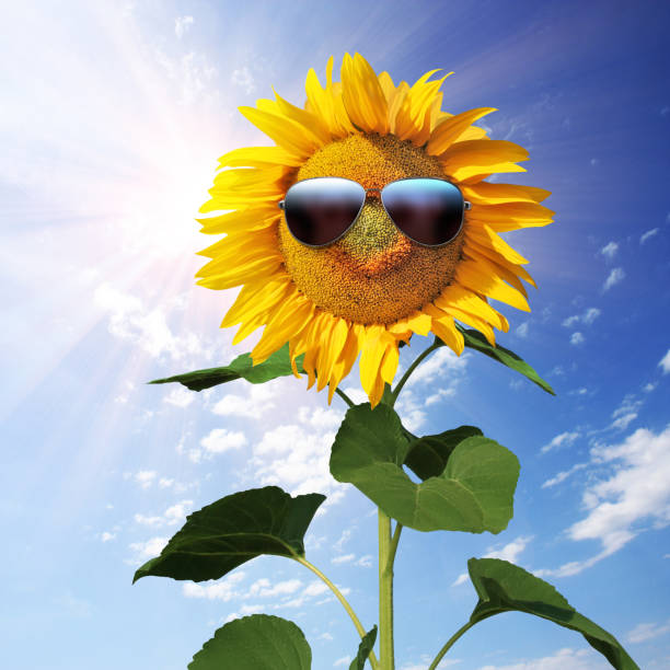 istock Funny sunflower with sunglasses on a blue sky 1249860965