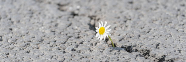 istock beautiful daisy grows through a crack in the asphalt 1249861509