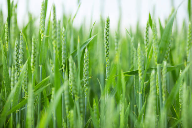 istock Spikelets of young green wheat. Harvest forecasting 1249861527