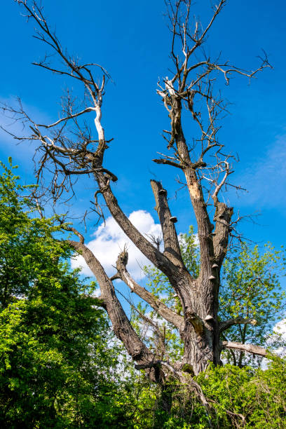 árvore seca morta dentro de pântanos arborizado prados da reserva lawice kielpinskie perto de lomianki ao norte de varsóvia, polônia - spring forest scenics wetland - fotografias e filmes do acervo