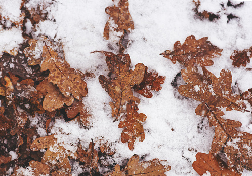 Background of autumn leaves under the snow