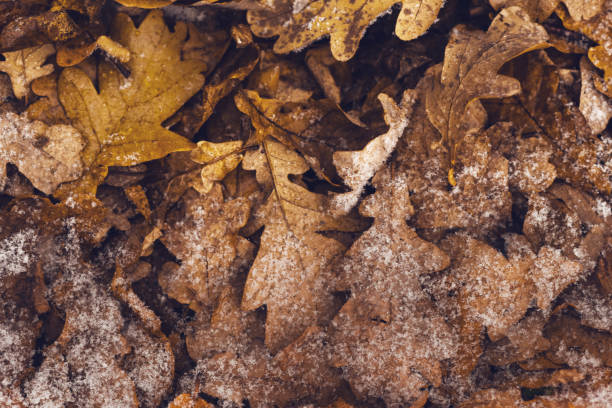 Photo of Background of autumn leaves under the snow