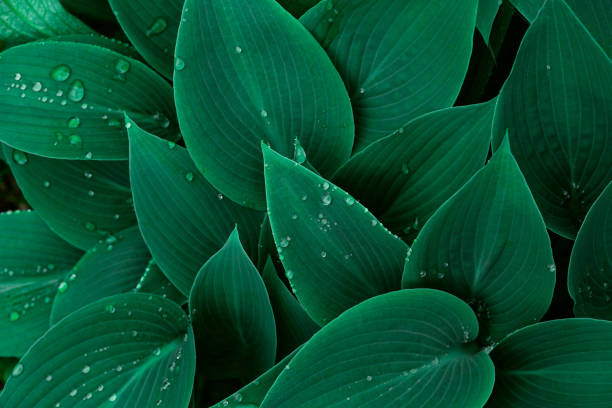 Floral background with hosta green leaves and water drops. Rainy day floral background. hosta photos stock pictures, royalty-free photos & images