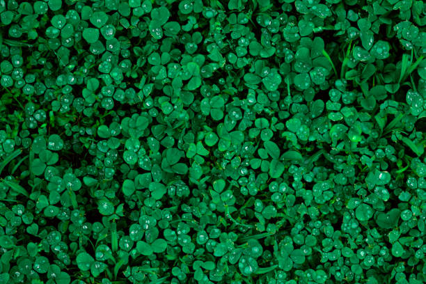 Green grass and clover background