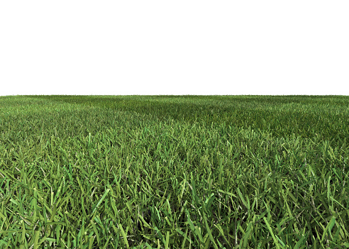 Low angle close-up cut isolated grass on white background