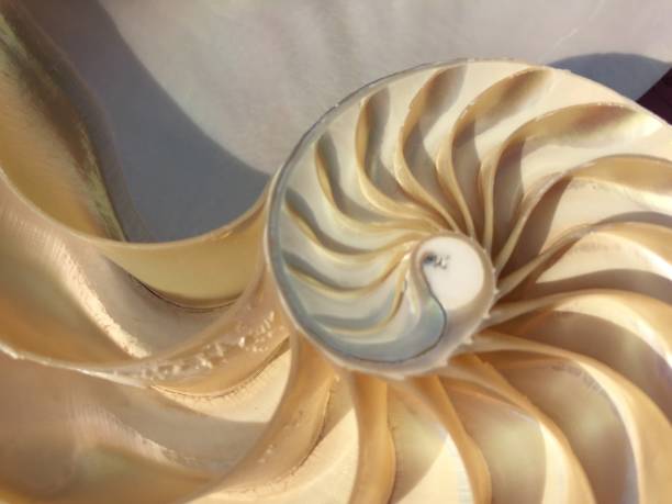 istock shell nautilus Fibonacci sequence symmetry cross section spiral structure golden ratio background mollusk (nautilus pompilius) copy space half split stock, photo, photograph, image, picture, 1249864598
