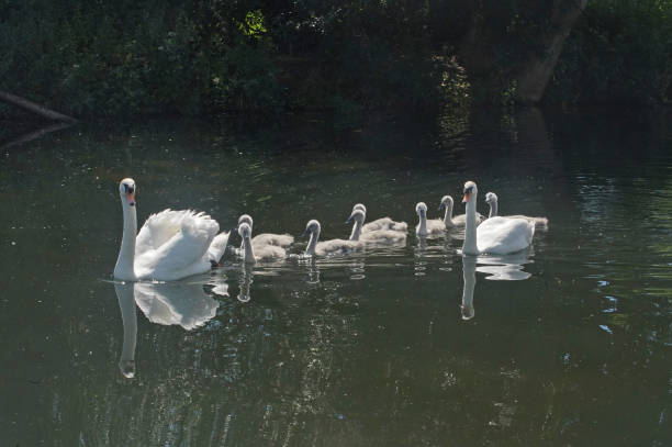 istock The Swan Family 1249864630