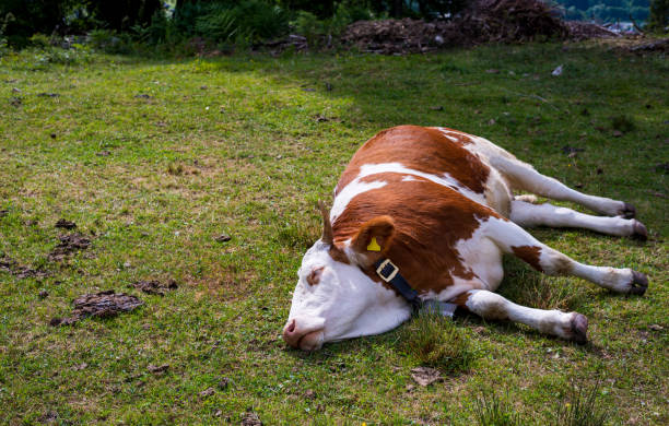 una vaca se acuesta en un prado y duerme - cencerro fotos fotografías e imágenes de stock